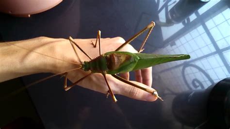 giant malaysian katydid|Malaysian Giant Katydid, the largest species in the ...